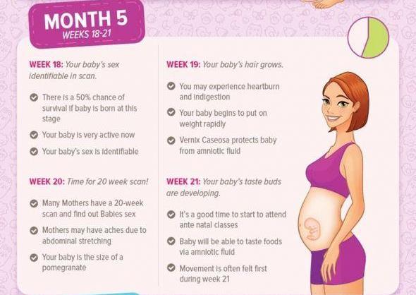 Moms Who Think - Pregnancy Month by Month - Month 5