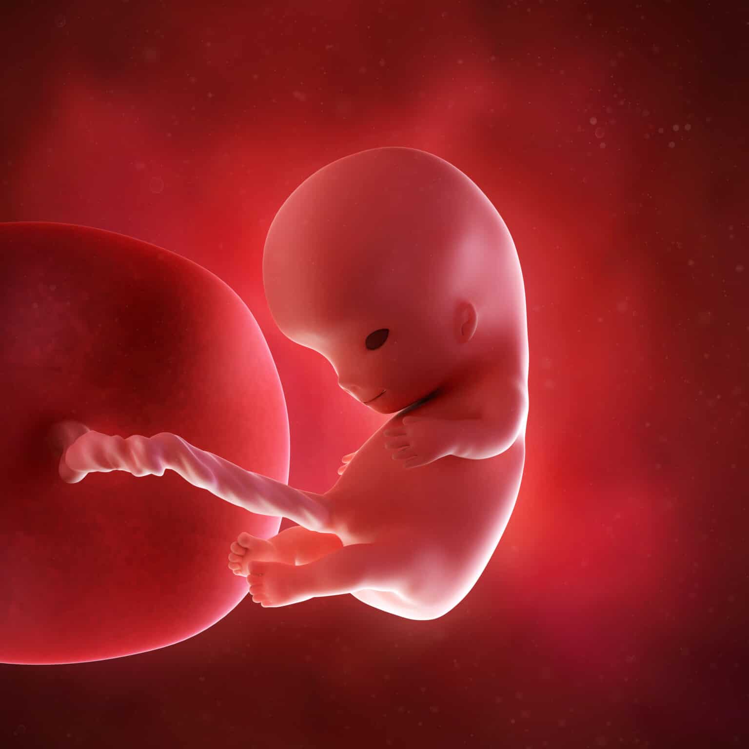 What Are the Different Fetal Developmental Milestones?