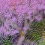 Spider Webs