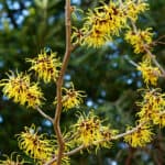 12. Witch Hazel Ointment