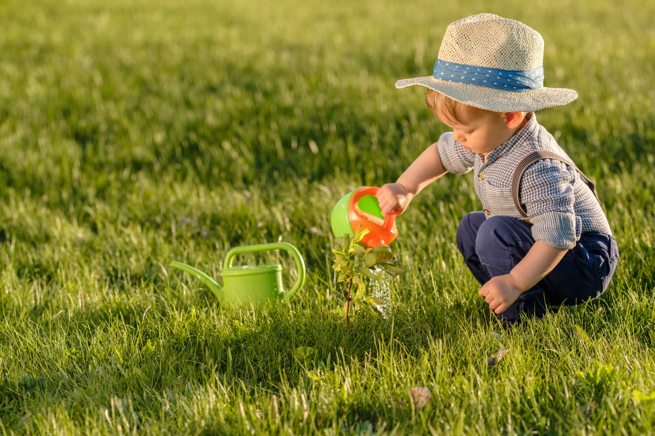 Plant Flowers or Trees in the Park