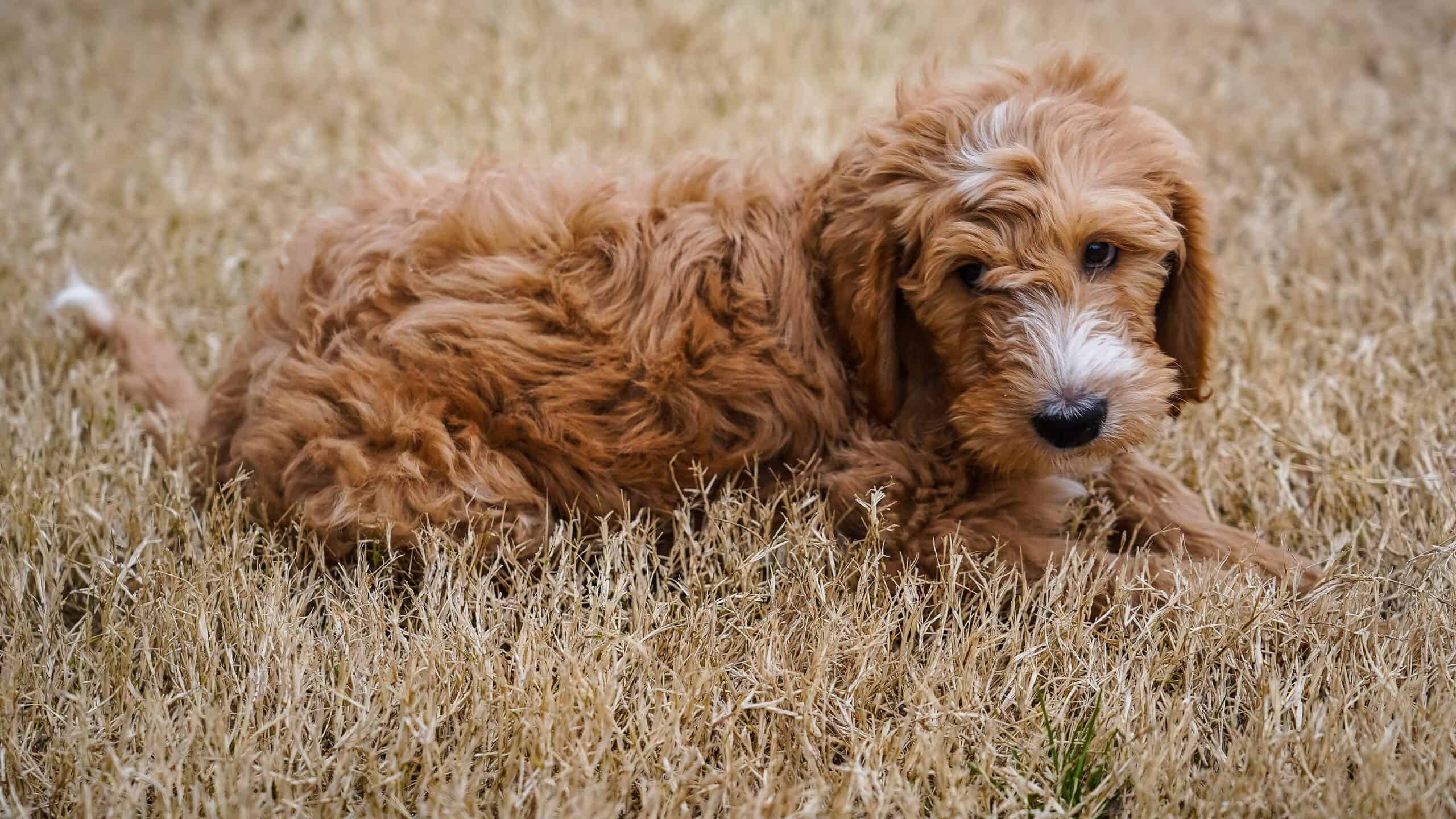 Are Goldendoodles Good With Kids? What Parents Need To Know