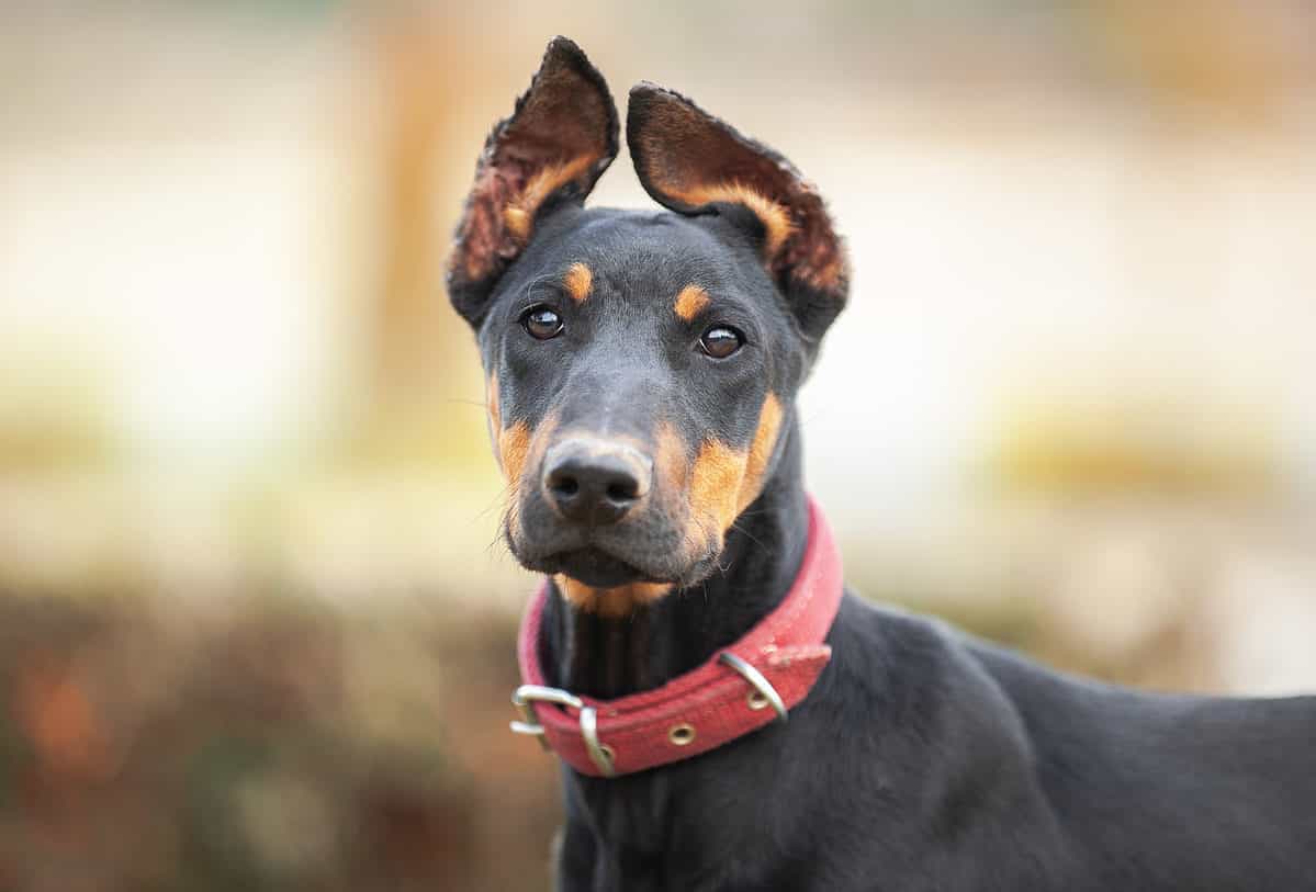 Are Dobermans Good With Kids? What Parents Need To Know – Moms Who Think