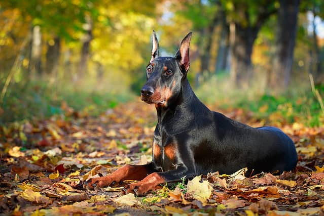 Are Dobermans Good With Kids? What Parents Need To Know – Moms Who Think