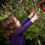 Apple-Picking