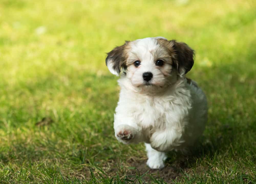 Are Havanese Good with Kids? What Parents Need to Know