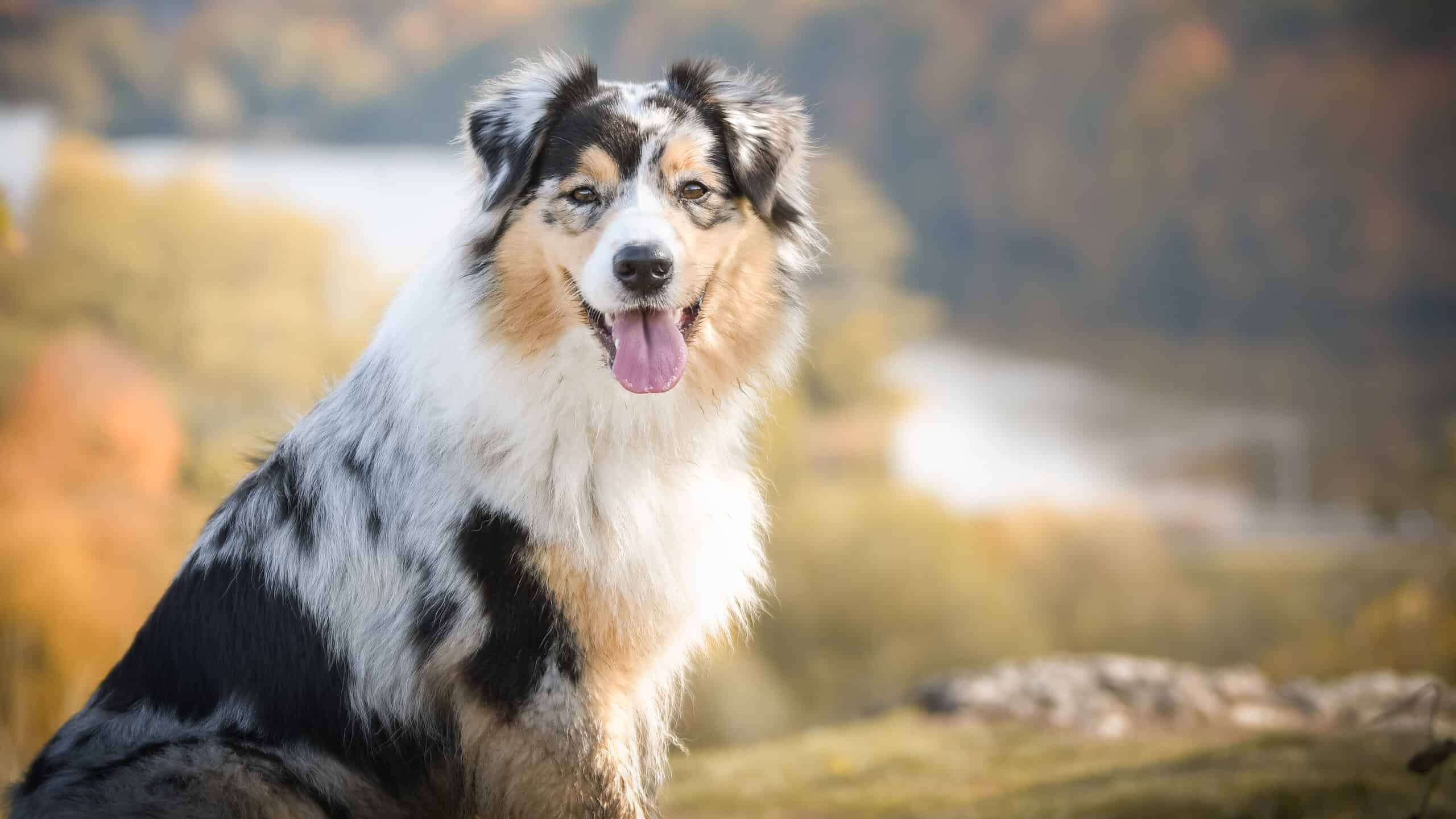 Australian Shepherds: 7 Things Only Aussie Owners Know