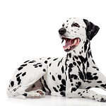 Are Dalmatians Good With Kids? What Parents Need To Know