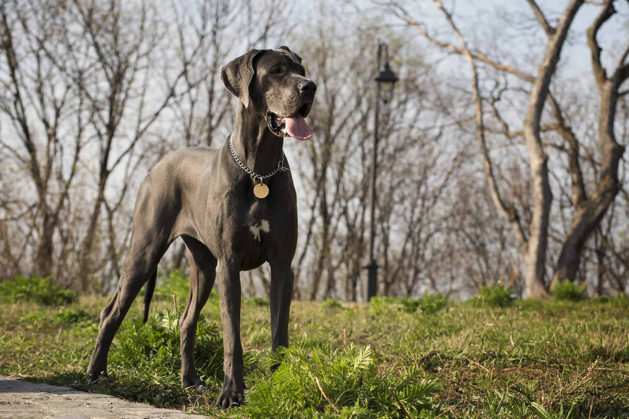 Are Great Danes Good With Kids What Parents Need To Know   Shutterstock 187615991 2048x1367 