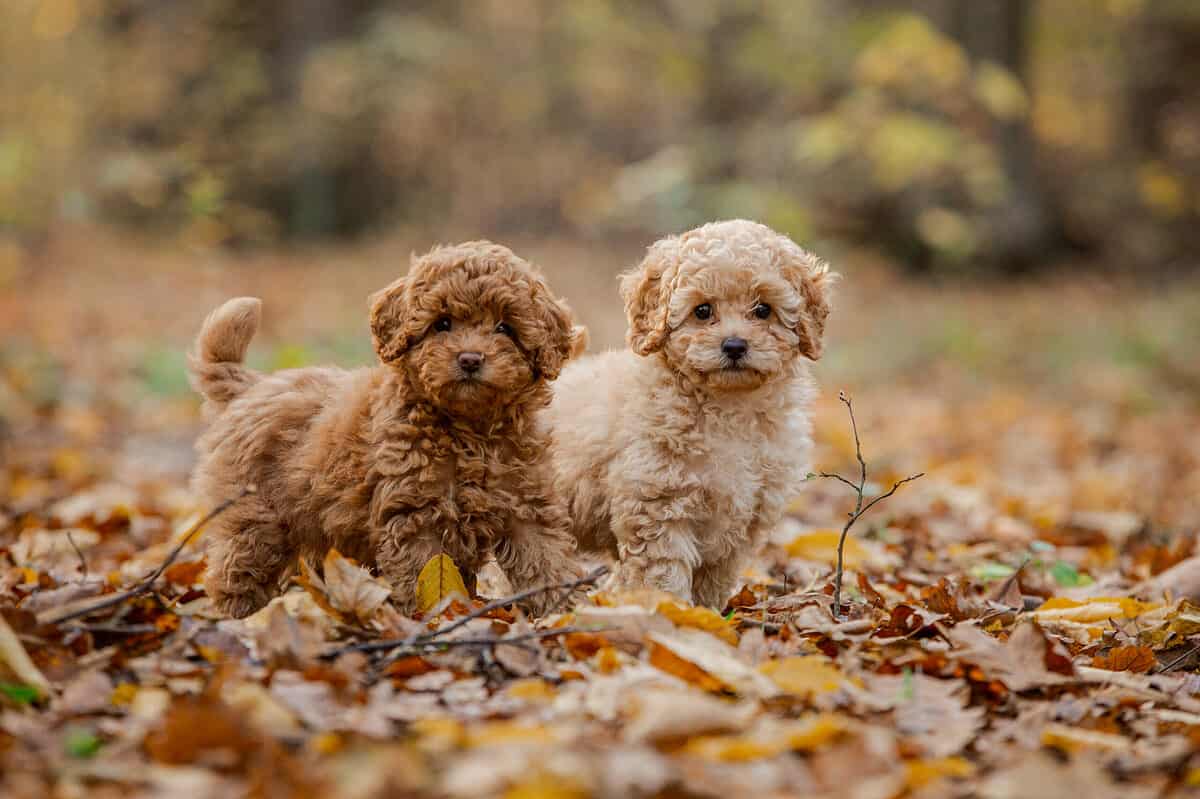 Are Goldendoodles Good With Kids? What Parents Need To Know