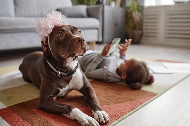 Are Pitbulls Good With Kids What Parents Need To Know   Shutterstock 2093521258 640x427 