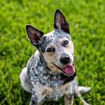 Are Blue Heelers Good with Kids? What Parents Need to Know