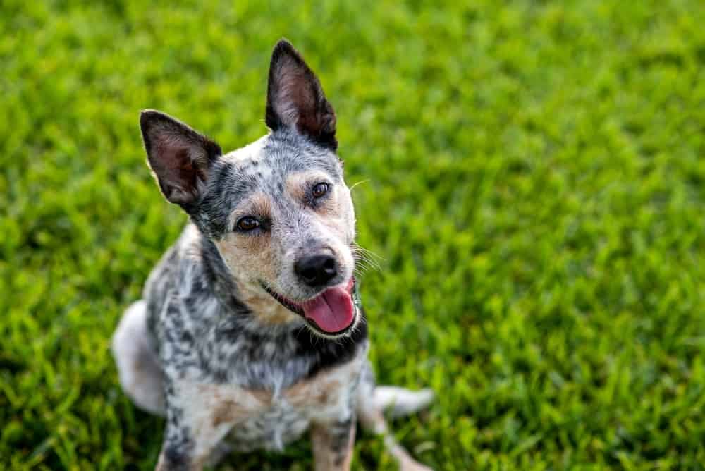 Are Blue Heelers Good Dogs