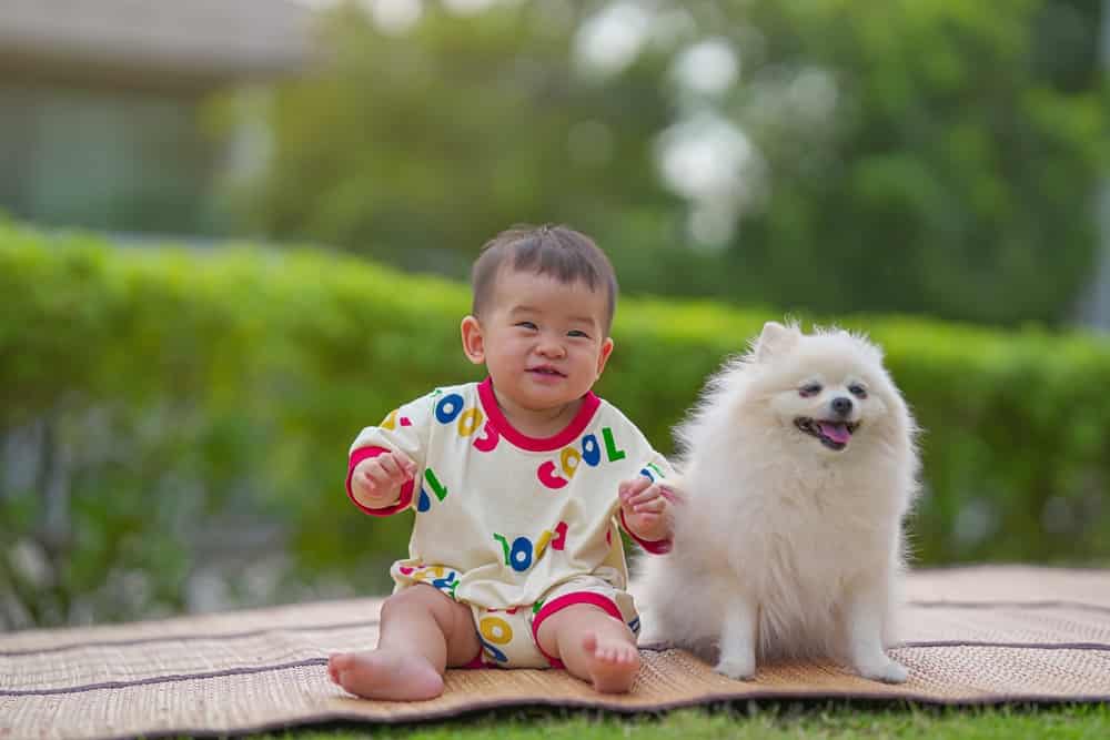 dogs playing with kids