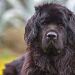 Are Newfoundlands Good With Kids? What Parents Need To Know