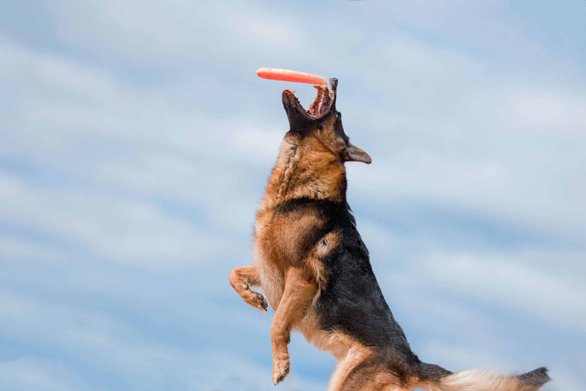 Are German Shepherds Good With Kids? What Parents Need To Know