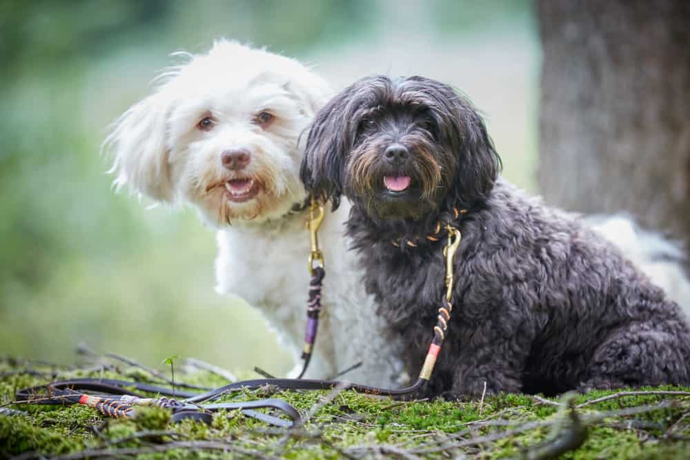 Are Havanese Good with Kids? What Parents Need to Know