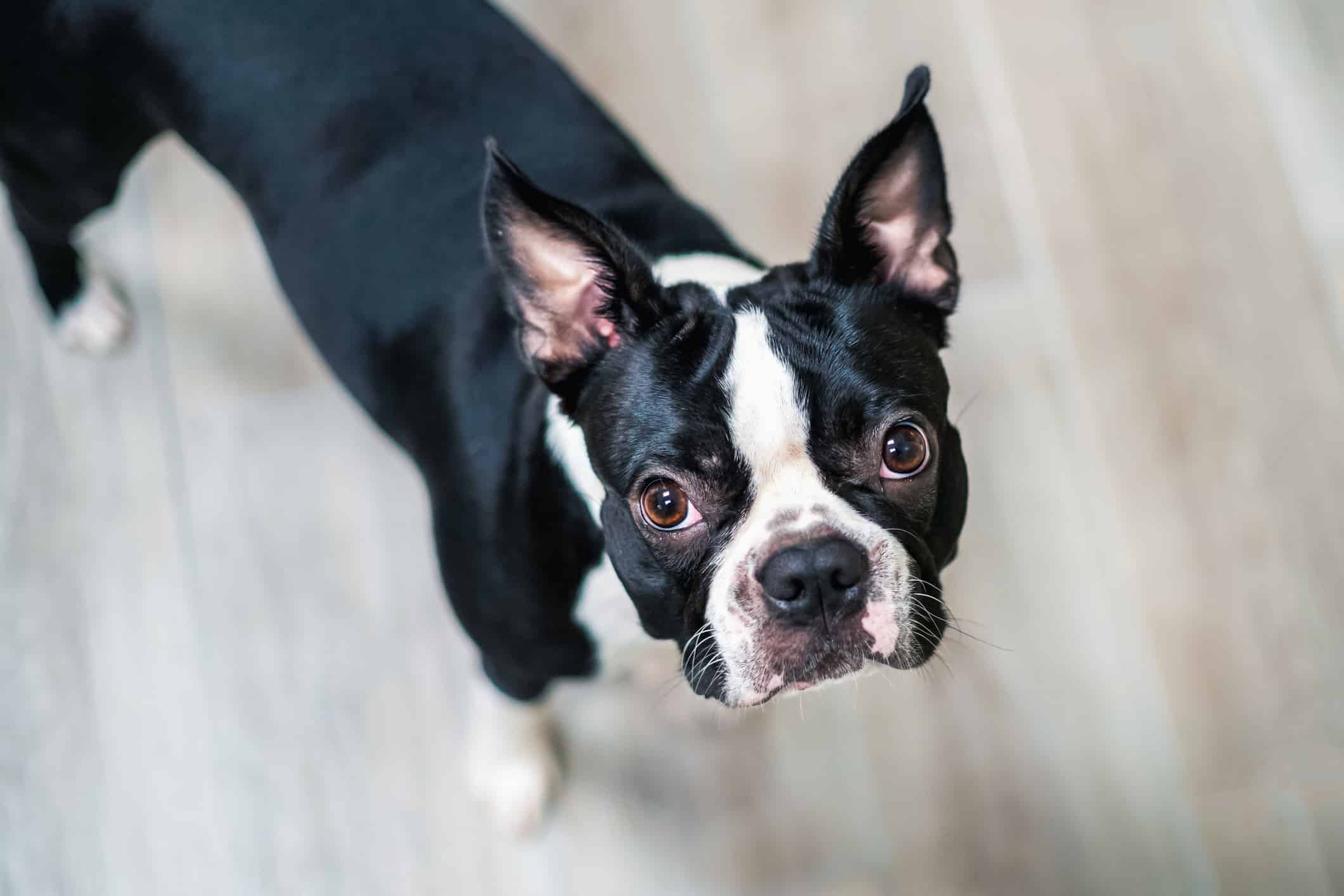 Are Boston Terriers Good With Kids? What Parents Need To Know