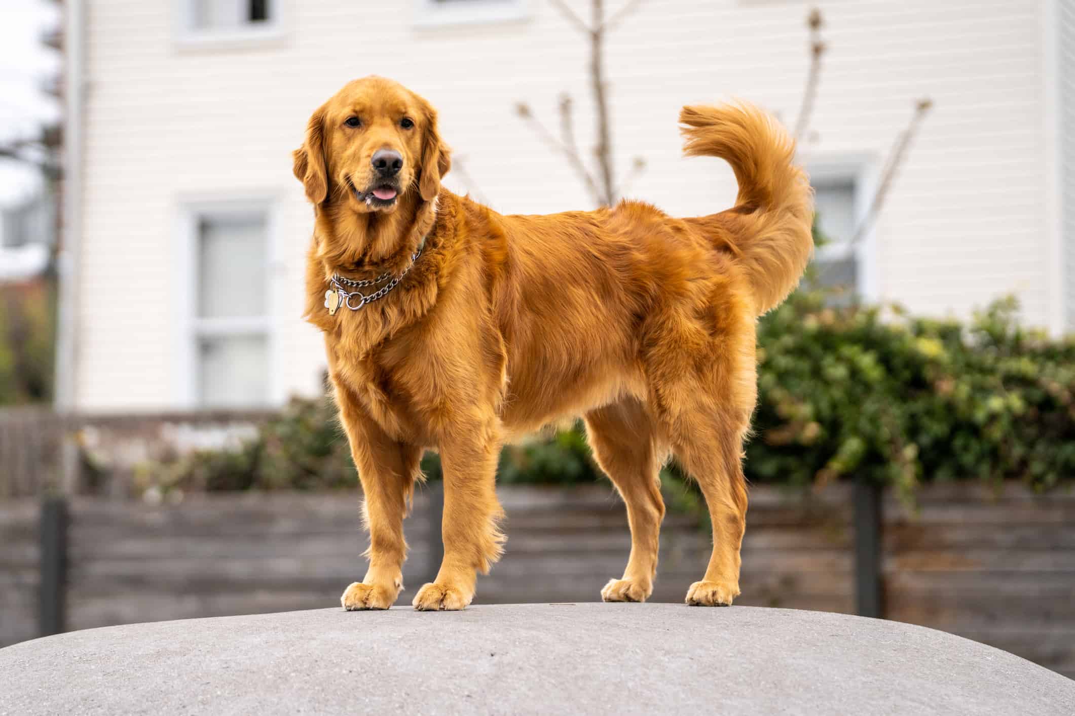 Golden Retriever Puppies: Everything You Need To Know