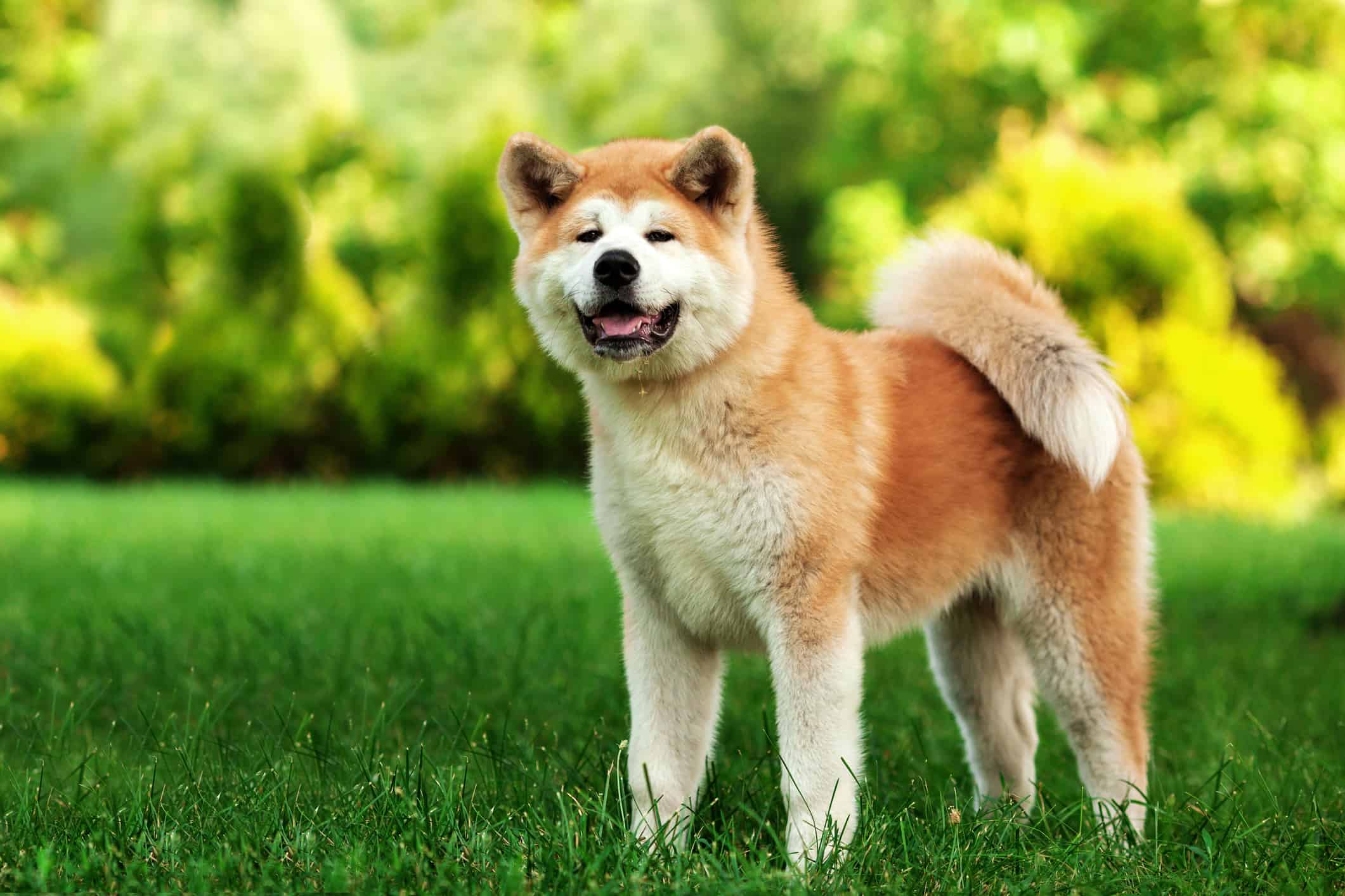 Are Akitas Good With Kids? What Parents Need To Know