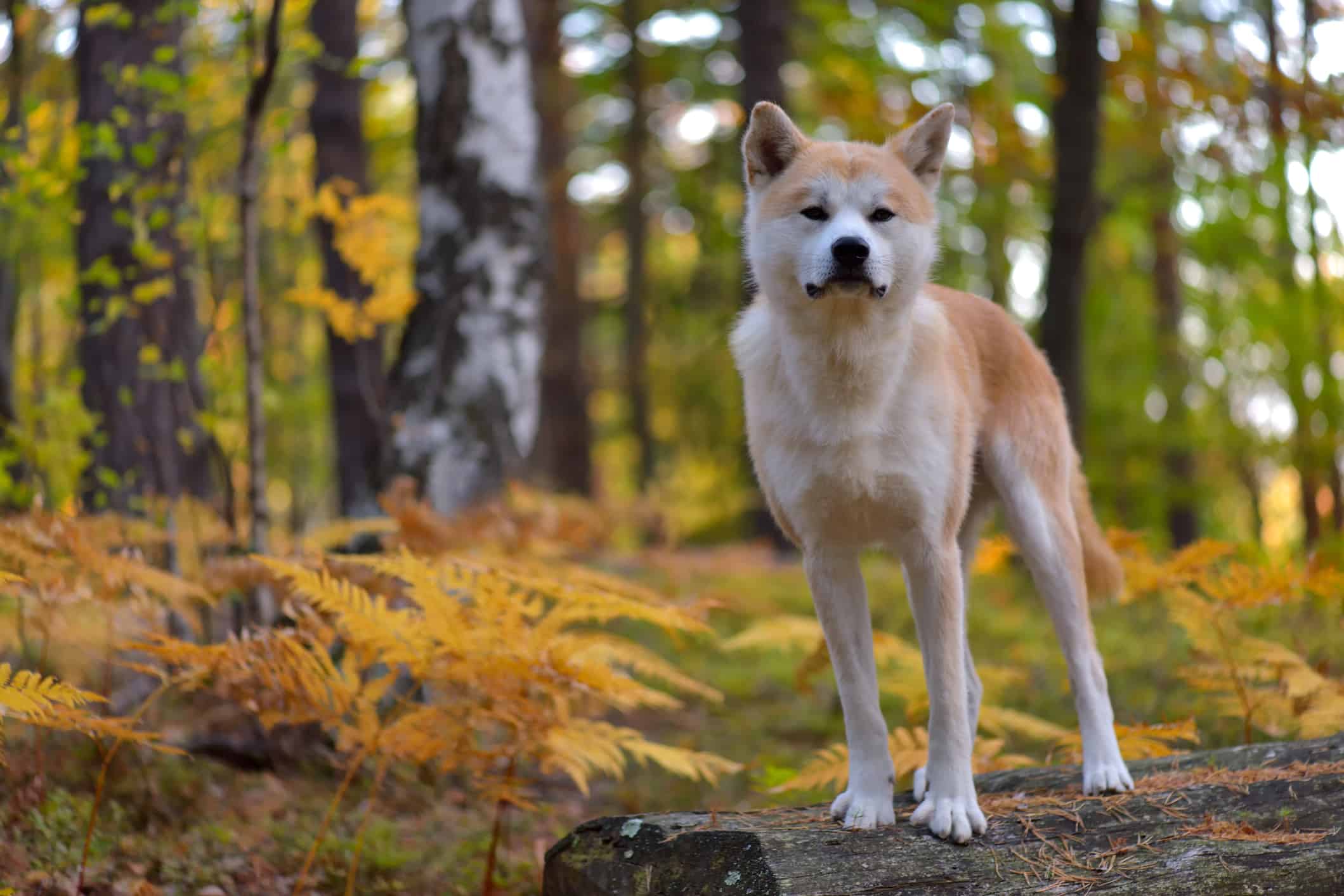 Are Akitas Good With Kids? What Parents Need To Know