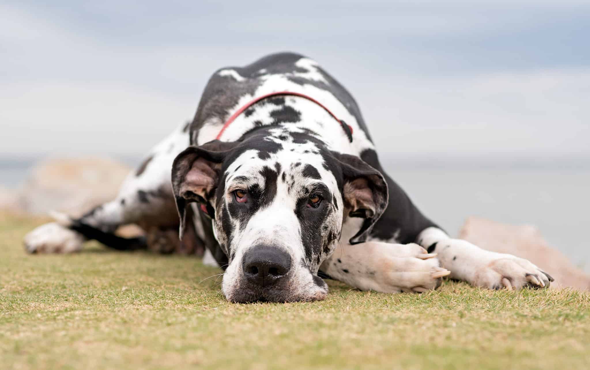 Are Great Danes Good With Kids What Parents Need To Know   Shutterstock 1040746867 2048x1285 