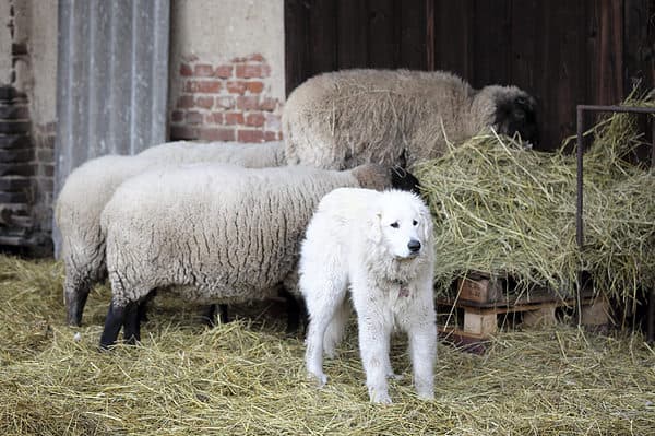 Are Great Pyrenees Good With Kids What Parents Need To Know   Shutterstock 509930710 600x400 