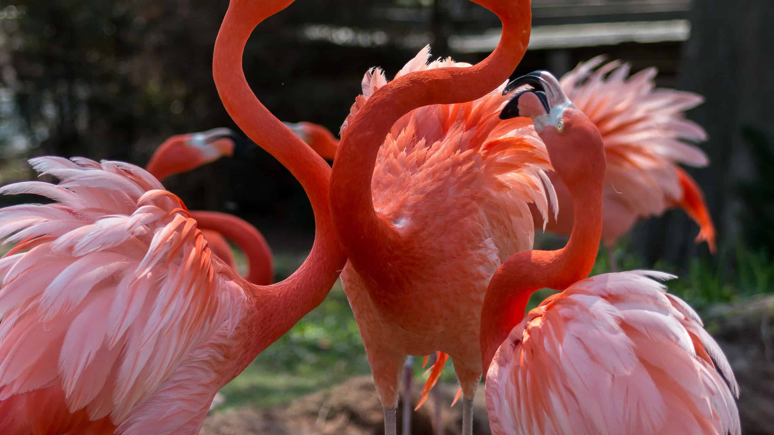 Flamingos,,Oklahoma,City,Zoo