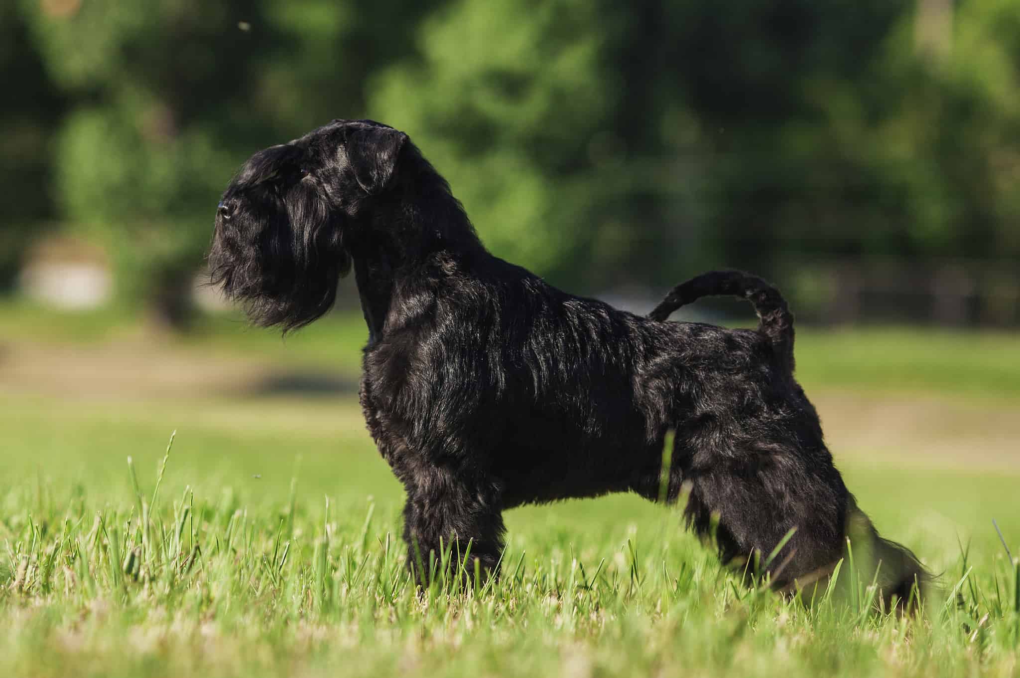 Are Schnauzers Good With Kids?