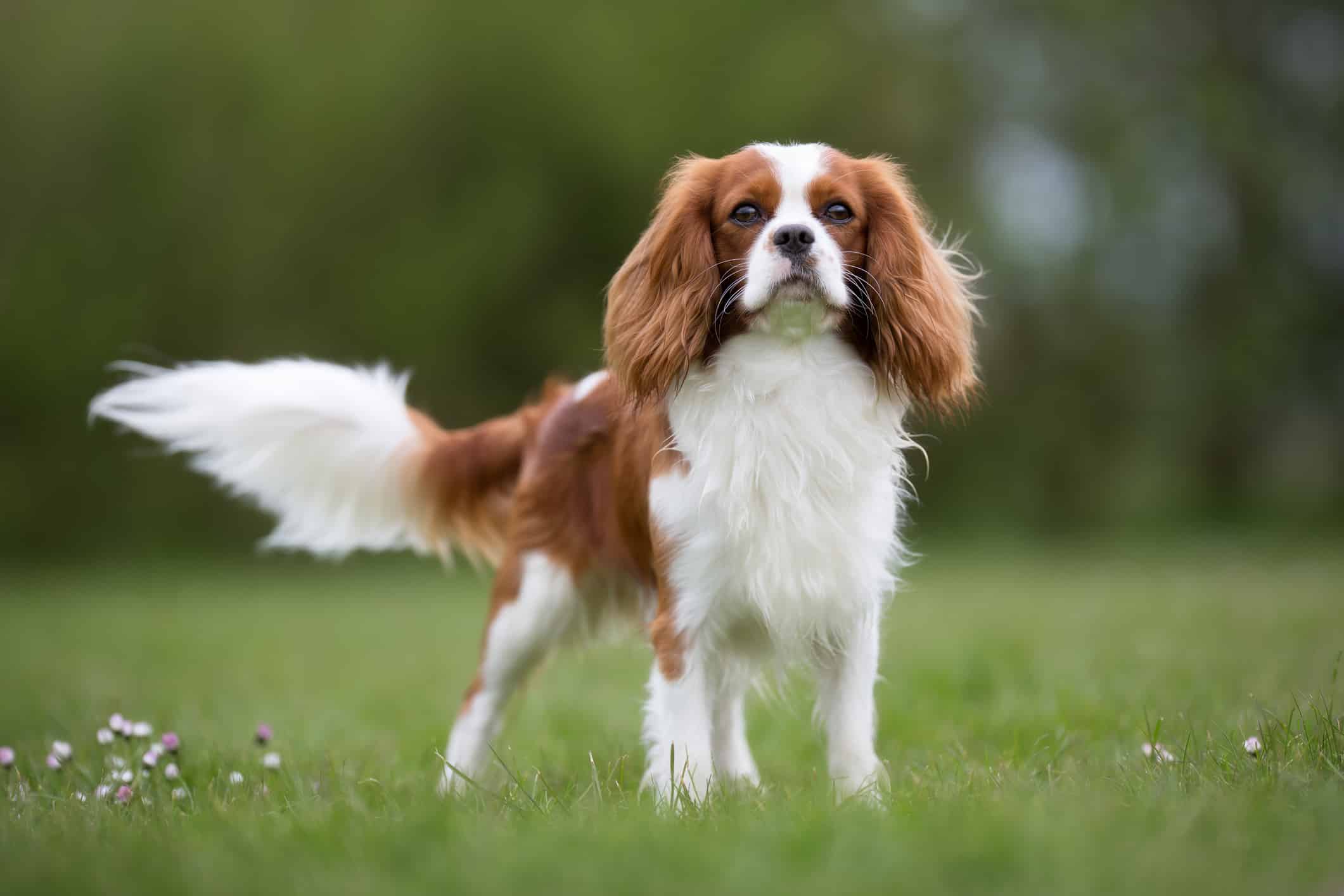 The Cavalier King Charles Spaniel: Information about this dog breed