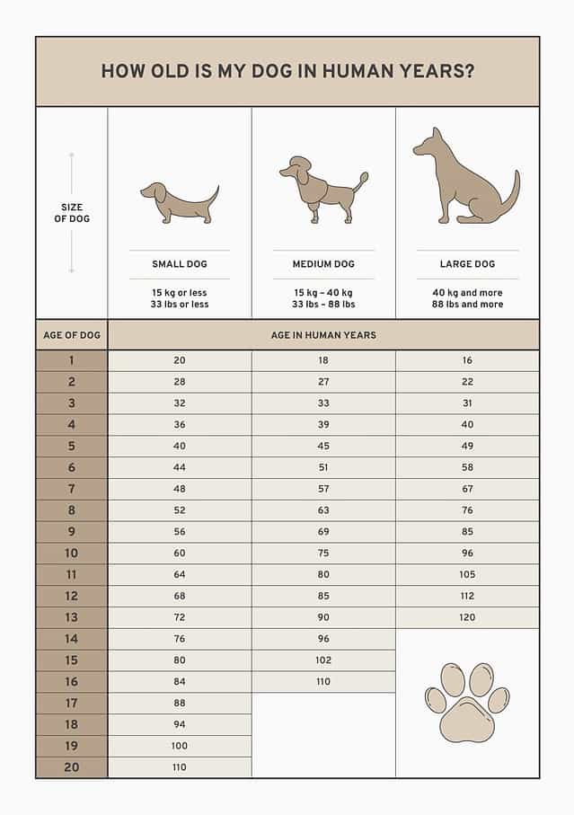 Dog Age Chart To See How Old Your Pup Really Is