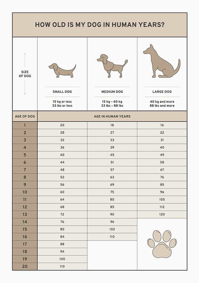 Dog Age Chart To See How Old Your Pup Really Is – Moms Who Think