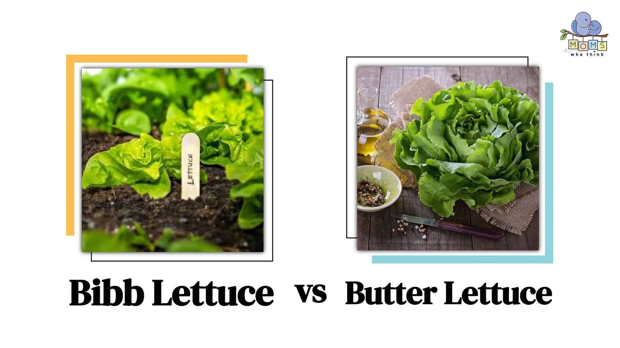 Bibb Lettuce Vs Butter Lettuce Size Texture And Alternatives