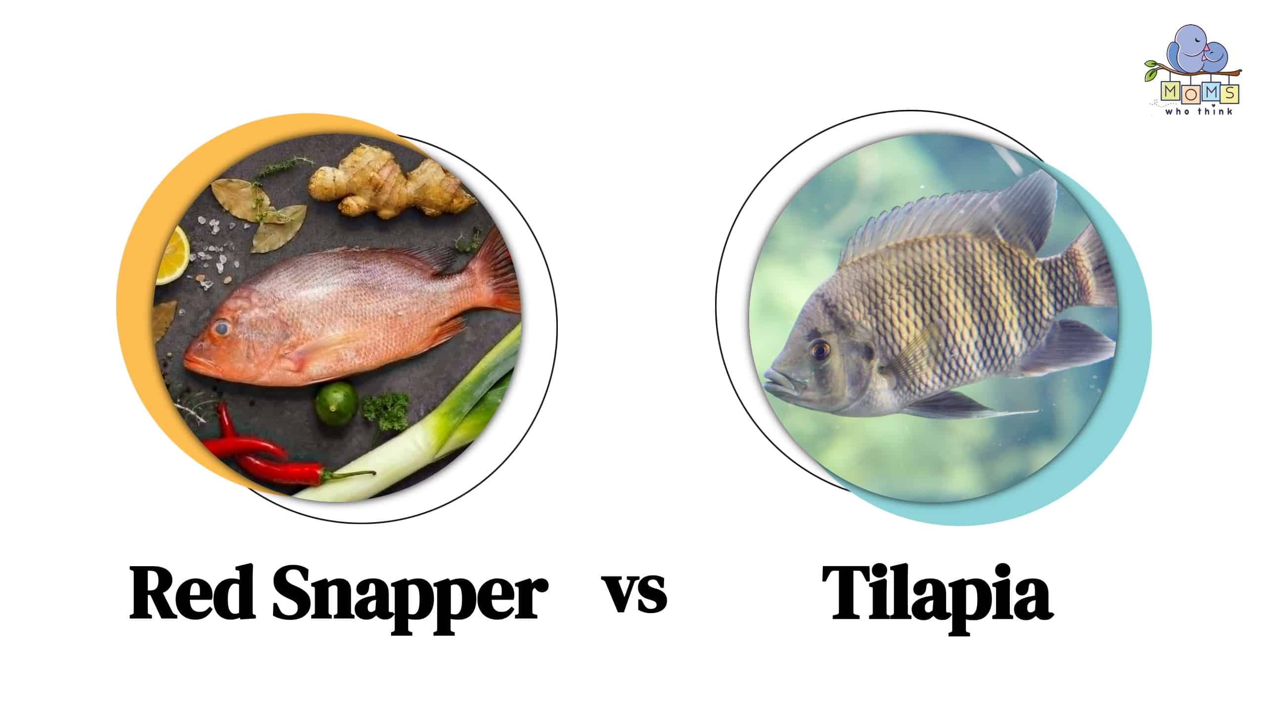 Mangrove Snapper vs. Red Snapper