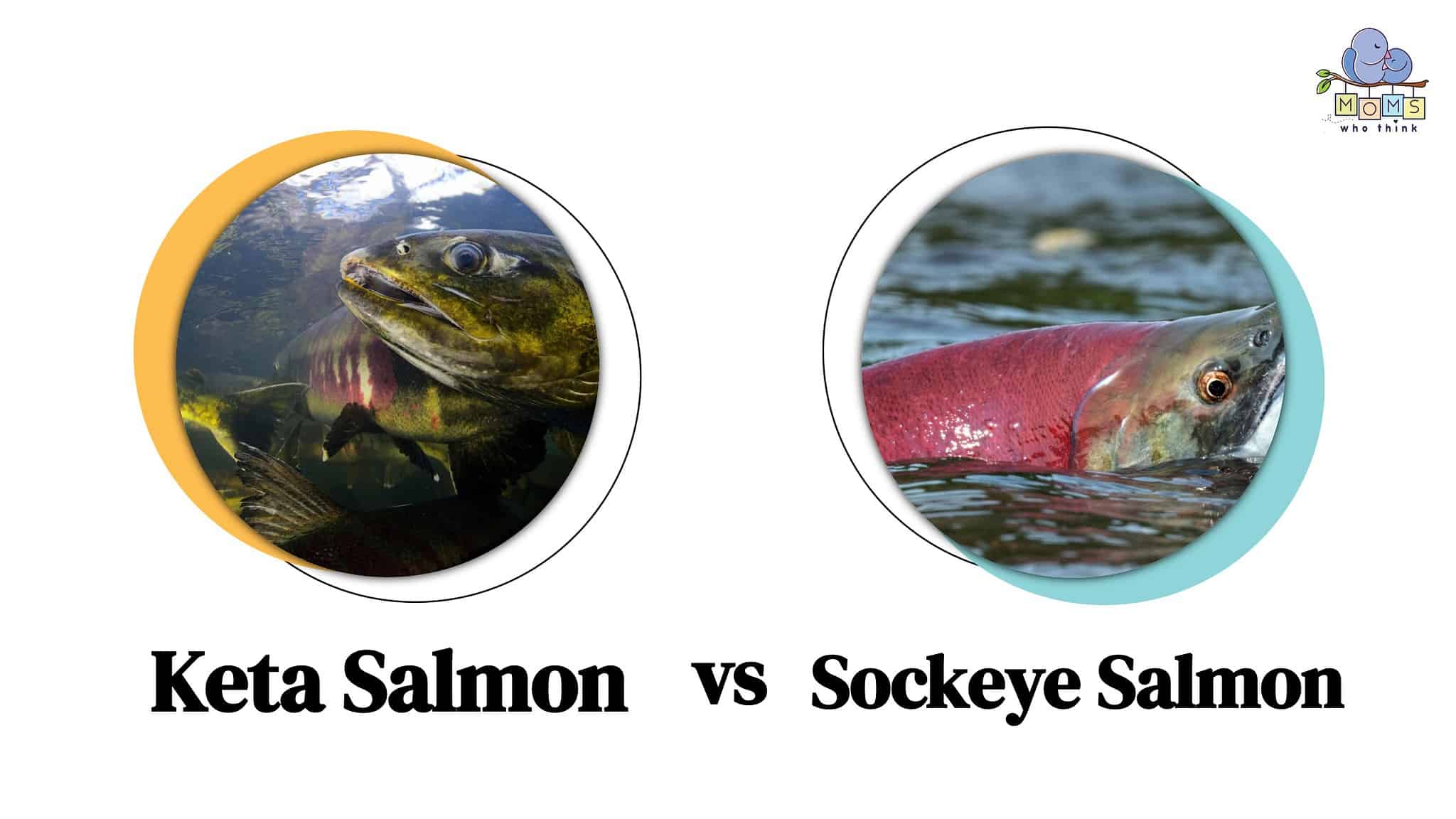 Keta Salmon vs. Sockeye Salmon The Undervalued Differences