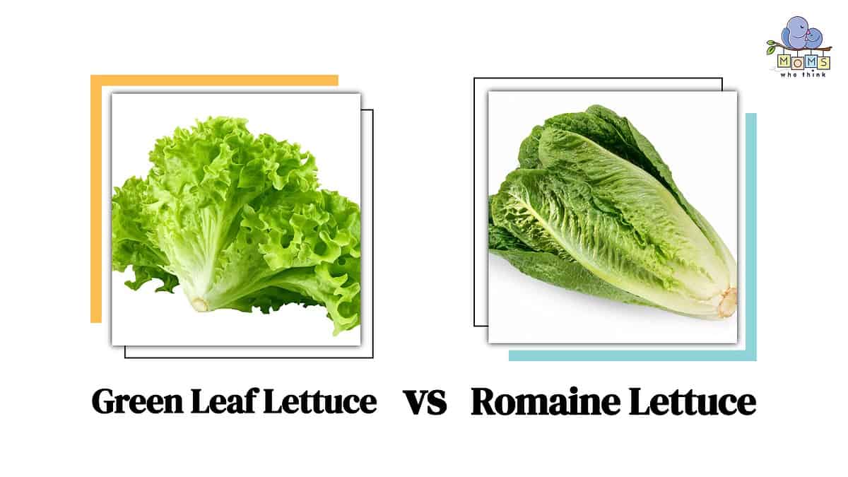 Green Leaf Lettuce vs. Romaine Differences in Appearance, Taste