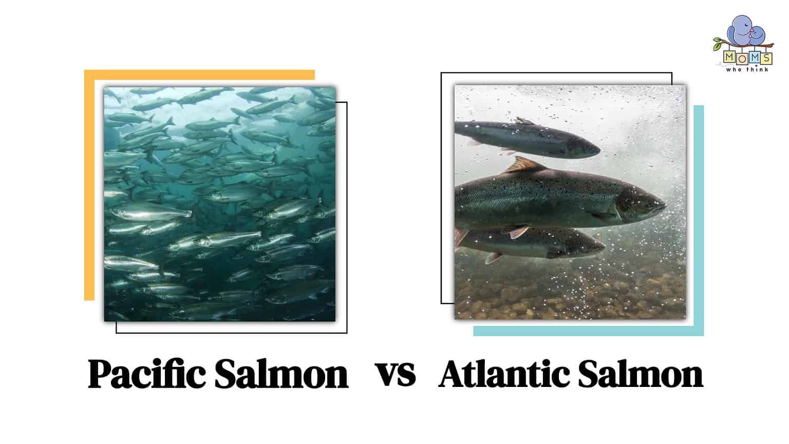 Pacific Salmon Vs. Atlantic Salmon: A Tasty Nutritional Difference