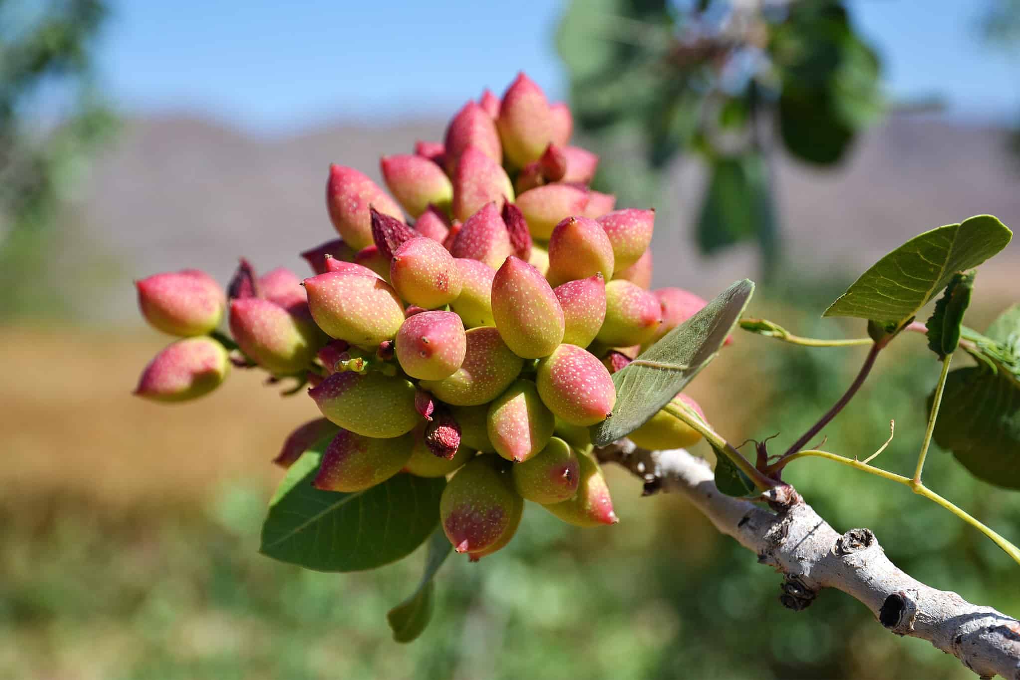 Almonds vs. Pistachios: Recipe Ideas, Origins, and Nutritional Profiles!