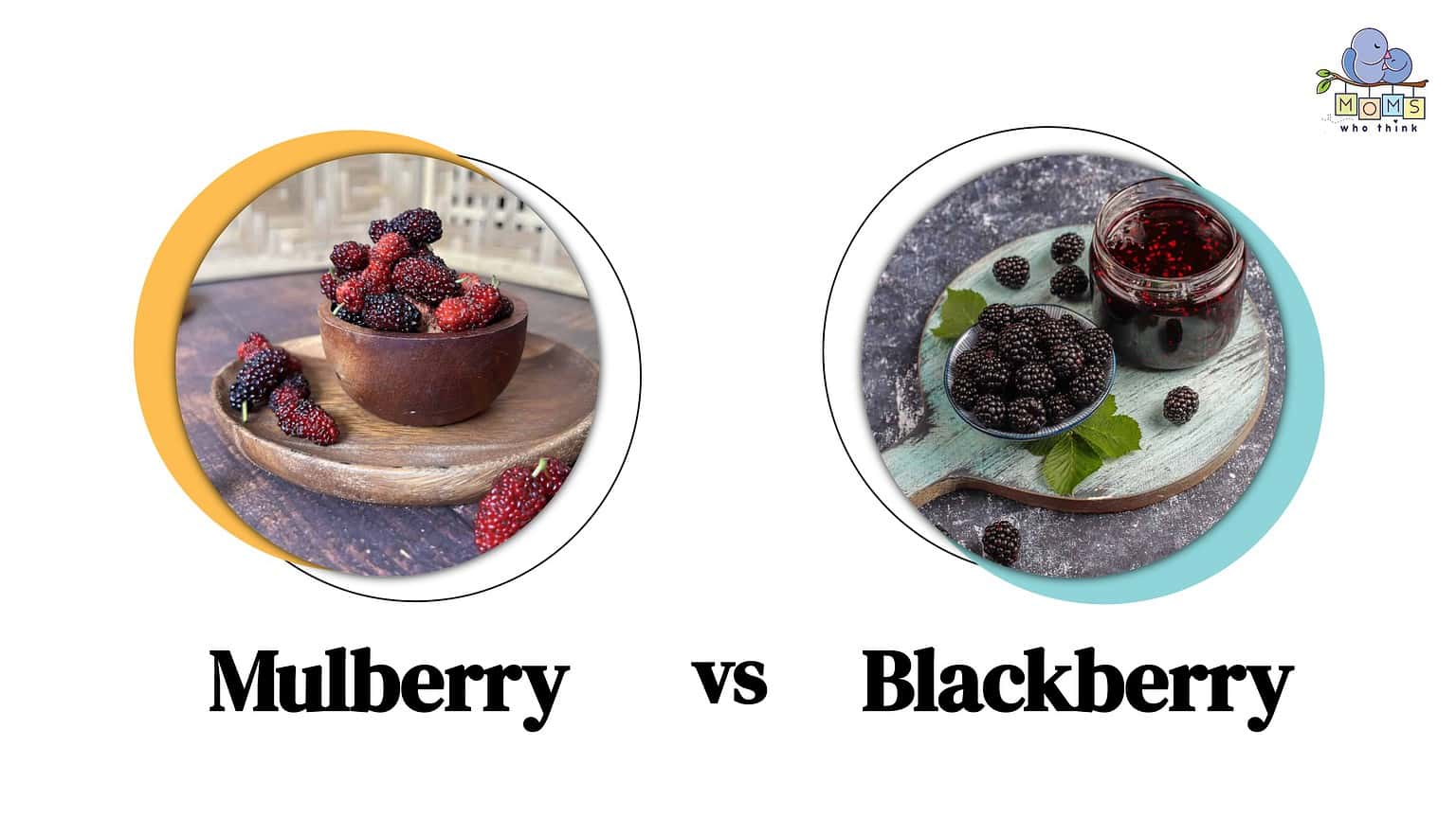 Mulberry Vs. Blackberry: Health Comparison & 3 Key Differences