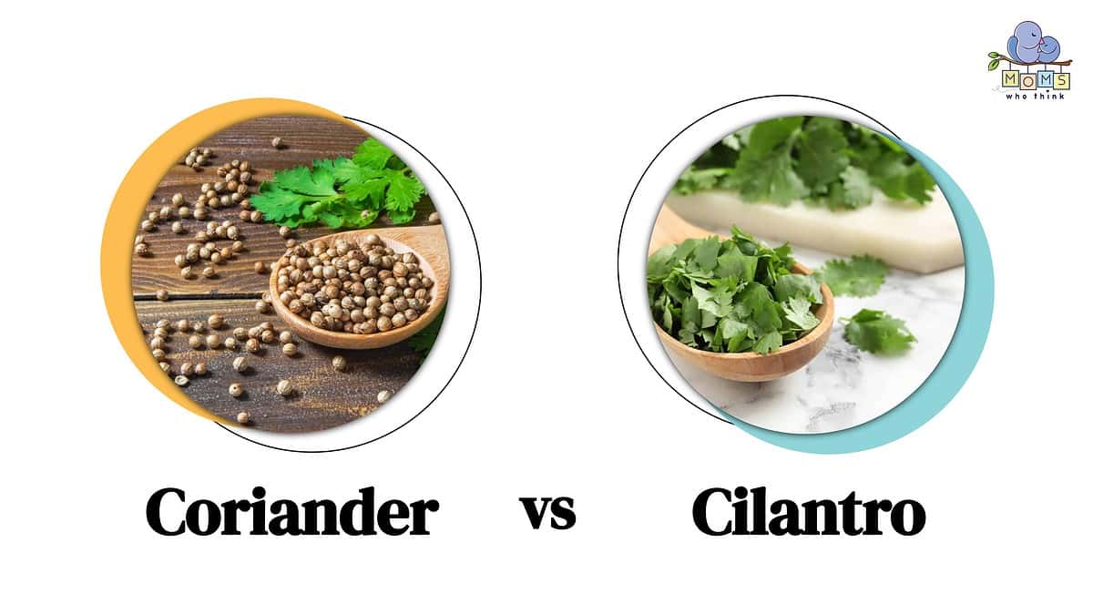 Coriander vs. Cilantro 3 Key Differences & Full Nutrition and Health