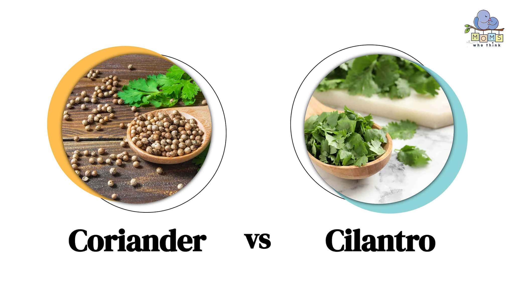 Coriander Vs. Cilantro: 3 Key Differences & Full Nutrition And Health ...