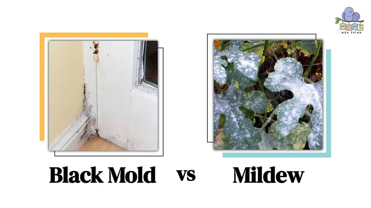 Black Mold Vs. Mildew: How To Spot The Differences & Clean Each