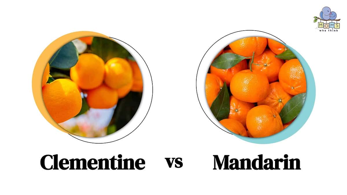 Clementine Compare Oranges Other They How vs. to The Differences & Mandarin: Key