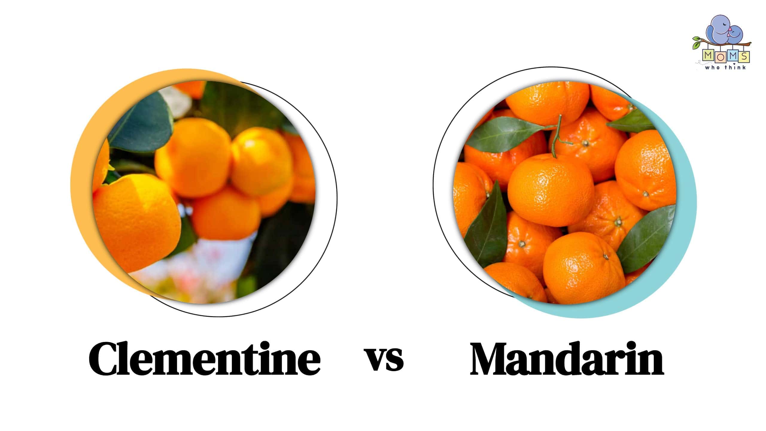 Clementine vs mandarin: what are the differences? - Plantura