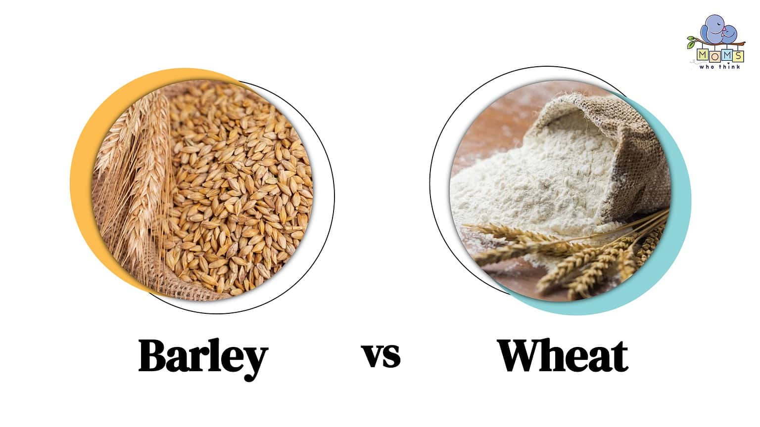 Barley Vs Wheat 3 Key Differences And A Full Health Comparison