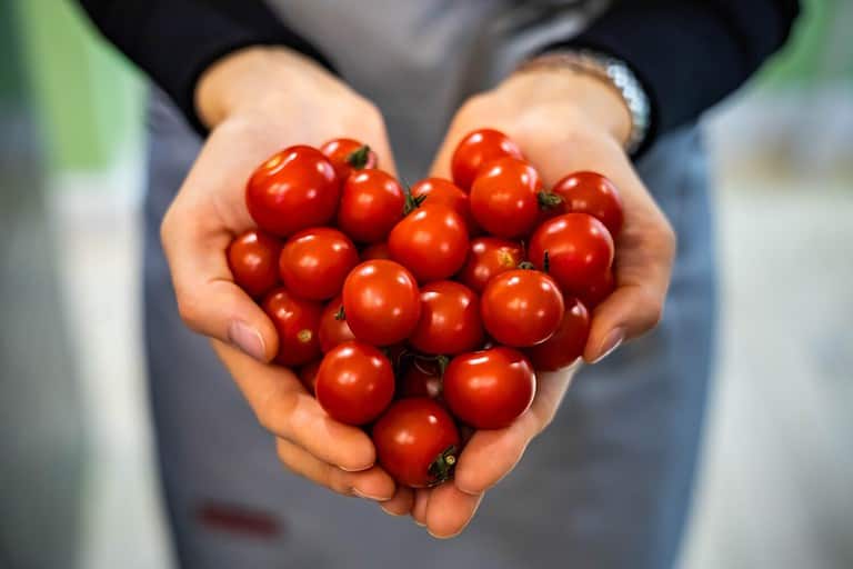 Cherry vs. Grape Tomatoes 4 Differences & Recipes For Each