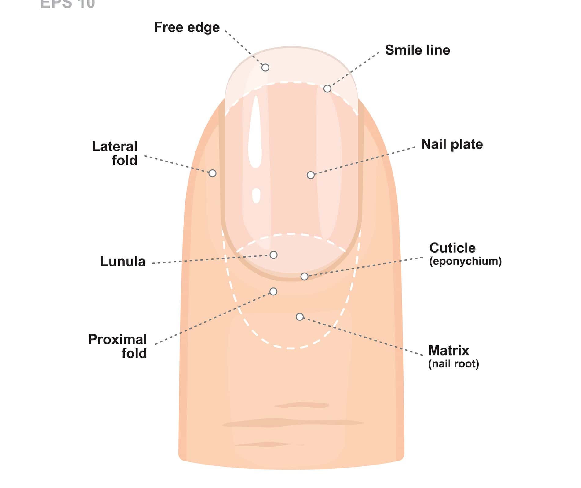 Nail Health Chart How To Identify Problems 8638