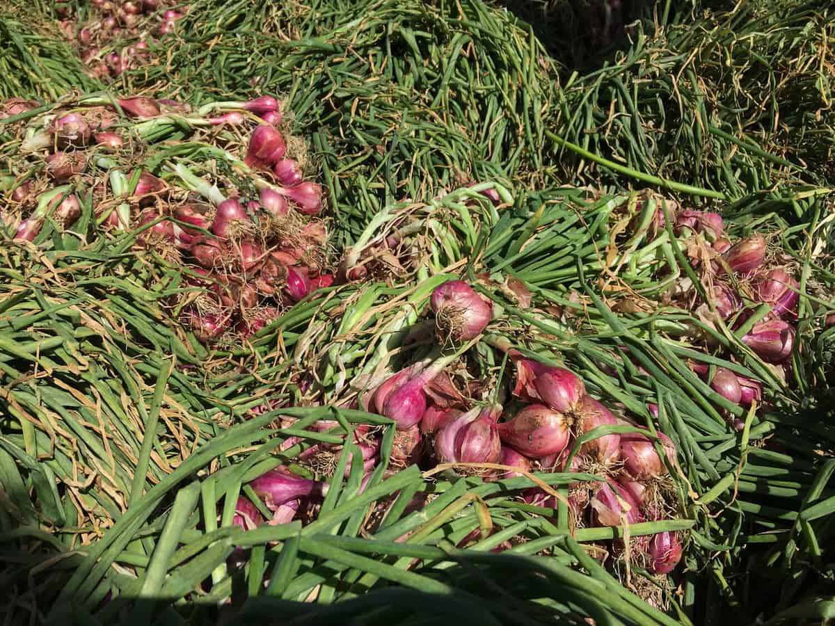 Shallots vs Green Onions - The Harvest Kitchen