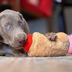 Are Weimaraners Good With Kids?