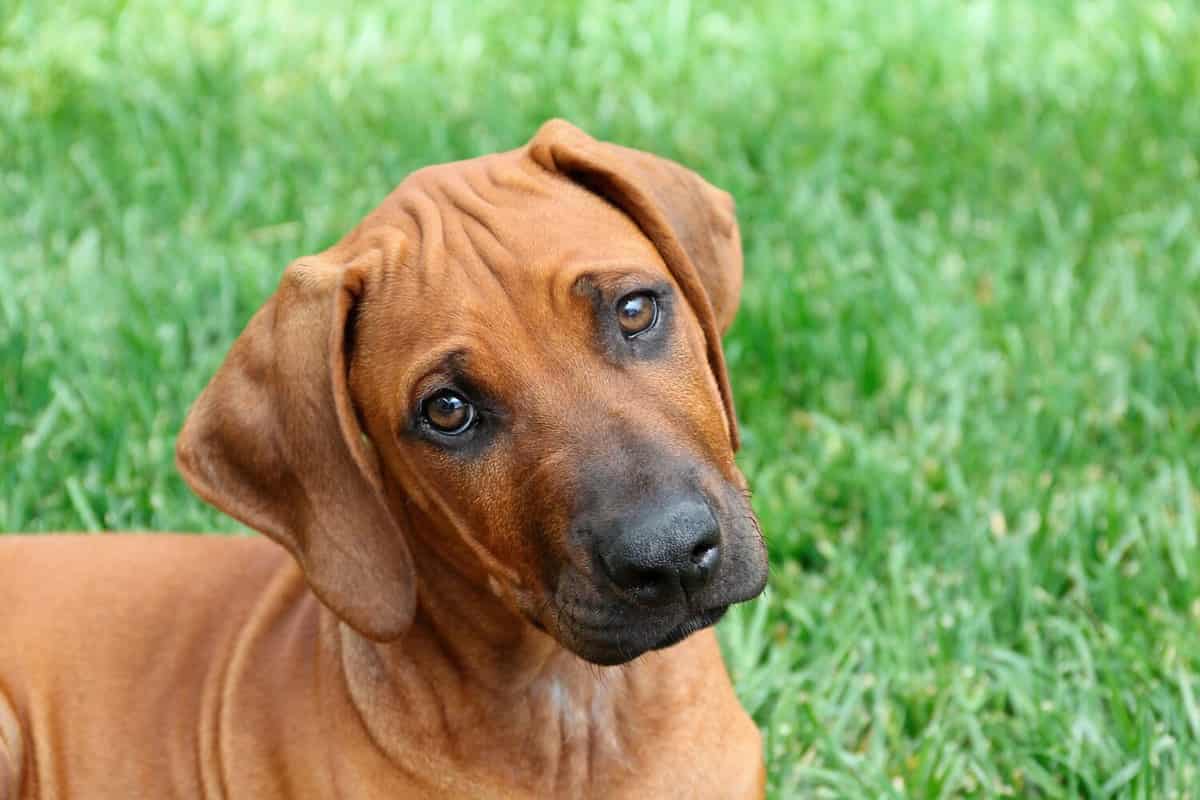 Are Rhodesian Ridgebacks Good With Kids?